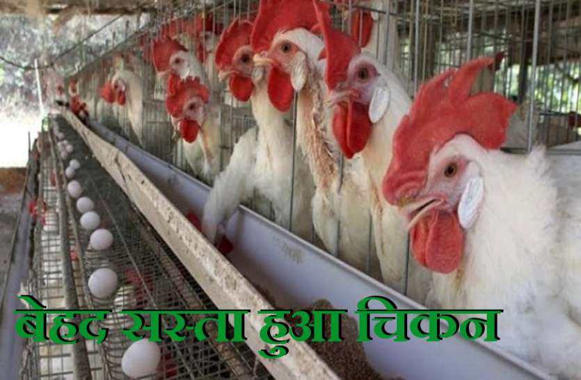 chicken-farms.jpg Bird Flu: खौफ के चलते दो दिन में आधे से भी कम हुए चिकन के रेट, जानिये आज के भाव