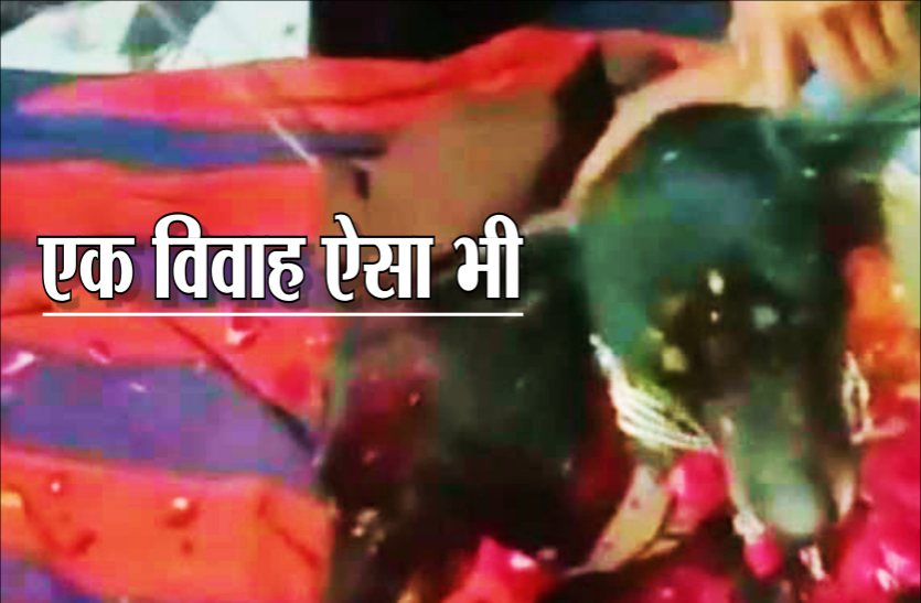 news इंद्रदेव को मनाकर गांव में खुशहाली लाने का अनोखा तरीका, डॉग और डॉगी का कराया विवाह