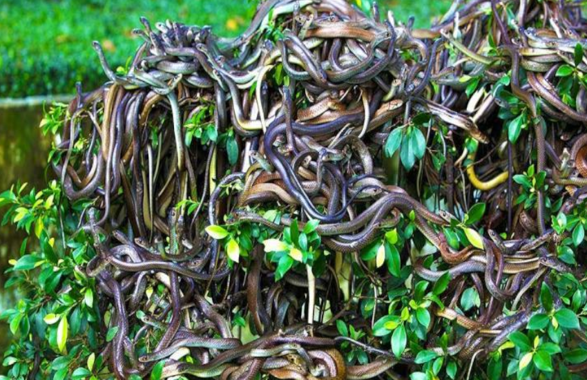 Ilha De Queimada Grande: World's Deadliest Snake Island - पृथ्वी की इस जगह  को कहते हैं 'नागलोक', जो भी गया जिंदा नहीं लौटा, हर कोई खाता है खौफ |  Patrika News