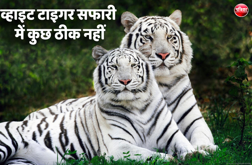 1.png व्हाइट टाइगर सफारी में दो बाघ और एक तेंदुआ बीमार, दो की हो चुकी है मौत