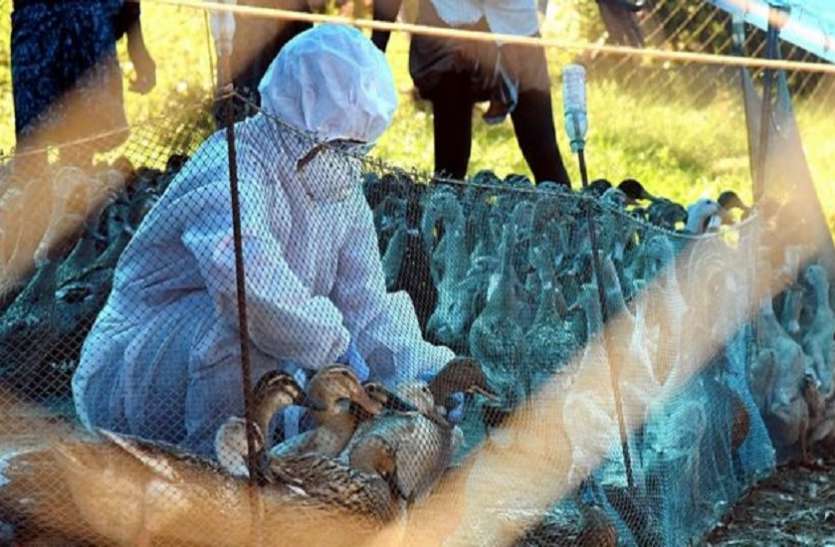 बर्ड फ्लू से बचाव को जुटा पशुपालन विभाग Bird flu से निबटने को खुला नियंत्रण कक्ष