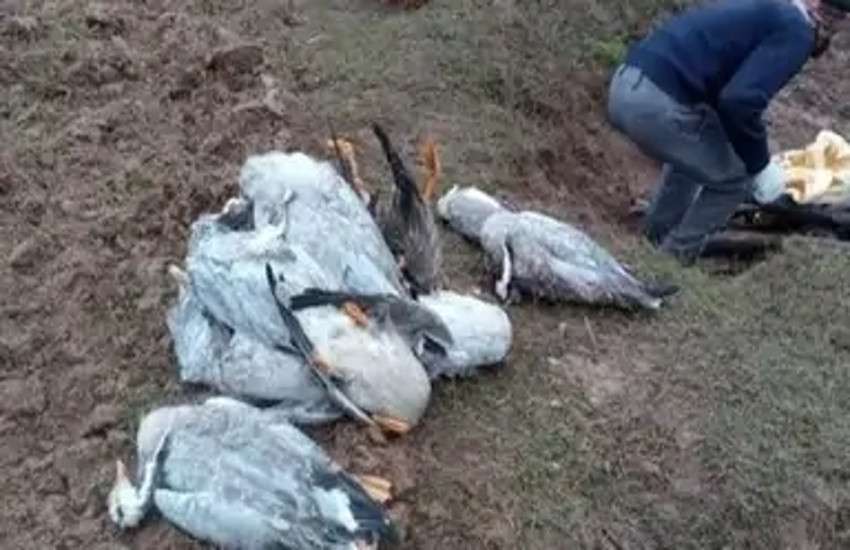 bird_flu_3.jpg