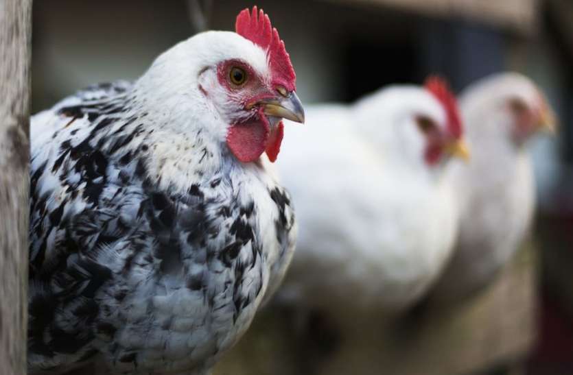 Bird Flu Outbreak: Trading and buying of pet birds will not stop in CG प्रदेश में नहीं बंद होगा पालतू पक्षियों की खरीद-फरोख्त का कारोबार, संक्रमण मिला तभी विभाग लेगा एक्शन