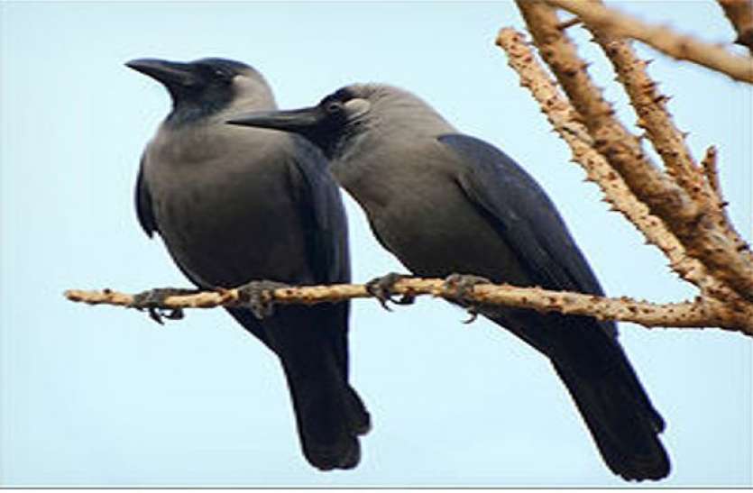 crow.jpg Bird Flu: उड़ते कौवे की हुई अप्राकृतिक मौत, बर्ड फ्लू की आशंका से खलबली