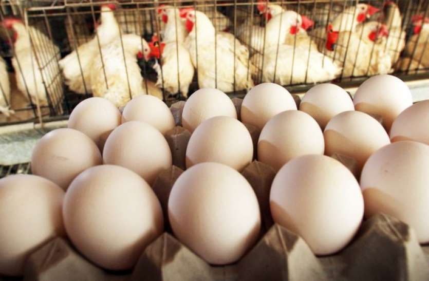 eggs.jpg दूसरे राज्यों से अंडा और ब्रायलर की आपूर्ति पर बेन