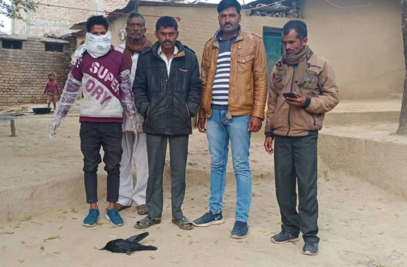 कोटड़ी में मिला मृत कौआ, चोंट से मौत की पुष्टि कोटड़ी में मिला मृत कौआ, चोंट से मौत की पुष्टि