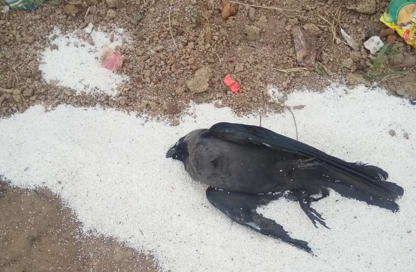 Five crows one by one in the district जिले में एक के बाद एक पांच कौओं की मौत