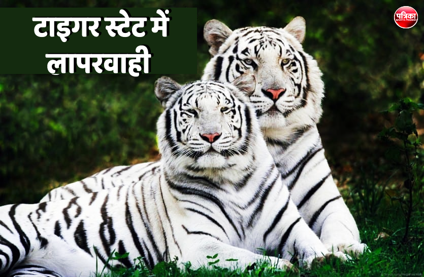 1_4.png टाइगर स्टेट में लापरवाहीः पहले जाग जाते तो बच जाती बाघों की जान