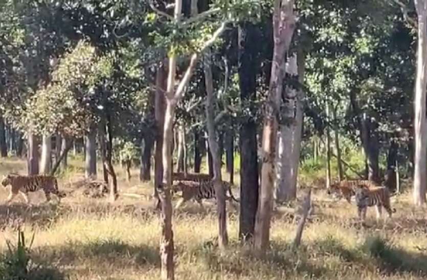 परिवार के साथ नजर आए कान्हा के शेरखान परिवार के साथ नजर आए कान्हा के शेरखान