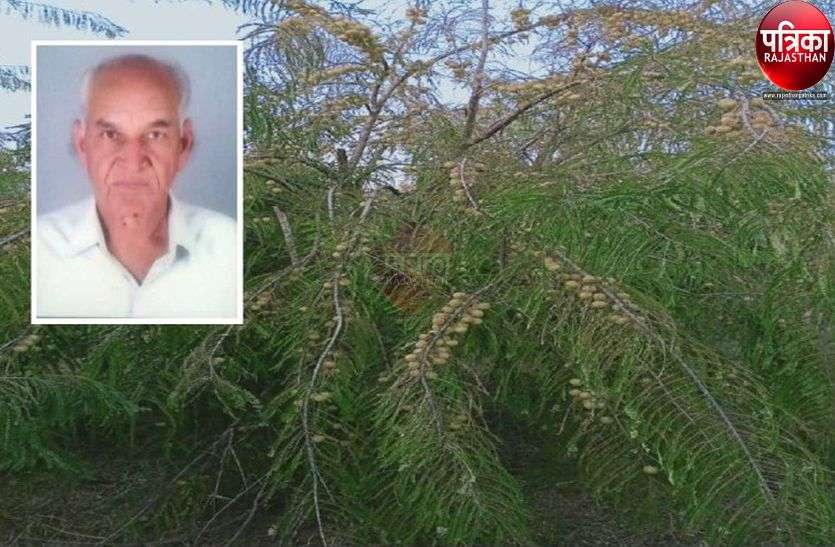 मारवाड़ की भूमि में खिल रहा आंवला, किसान मालामाल मारवाड़ की भूमि में खिल रहा आंवला, किसान मालामाल