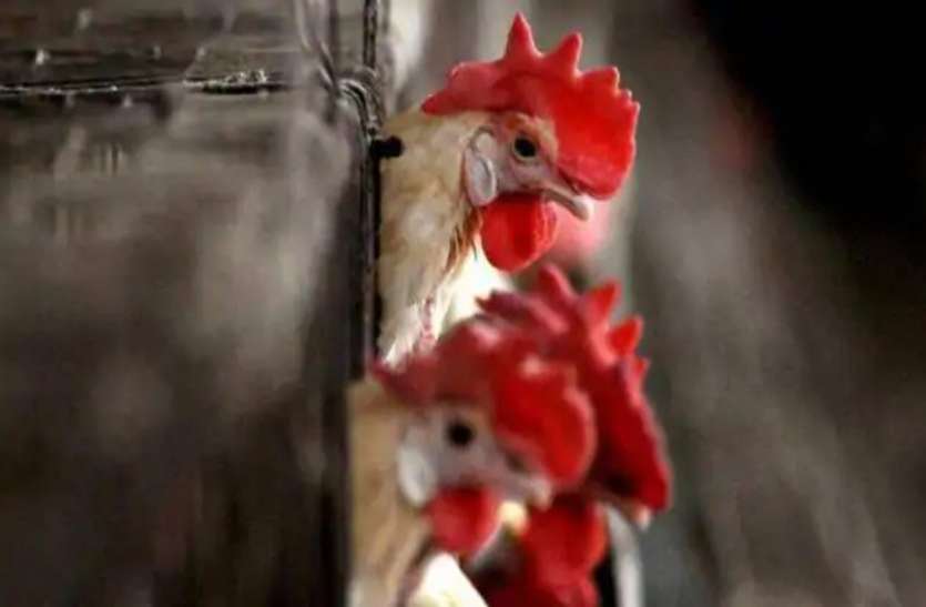 Bird Flu: कोविड की ही तरह बर्ड फ्लू के भी कई रूप, जानें कौन ज्यादा घातक Bird Flu: कोविड की ही तरह बर्ड फ्लू के भी कई रूप, जानें कौन ज्यादा घातक