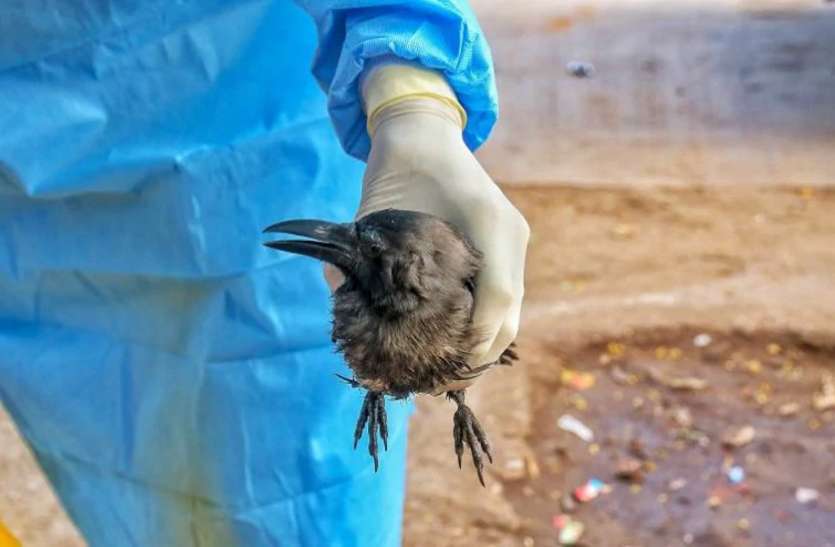 कोरोना वायरस की तरह हैं बर्ड फ्लू के कुछ लक्षण कोरोना वायरस की तरह हैं बर्ड फ्लू के कुछ लक्षण