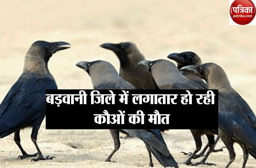 Birds killed in Barwani district BIRD FLU: खरगोन जिले में बर्ड फ्लू की पुष्टि, अलर्ट हुआ बड़वानी जिला