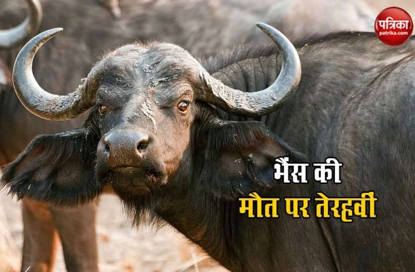 bhais1.jpg भैंस की मौत पर शख्स ने कराया तेरहवीं का आयोजन, पूरे गांव को खिलाया खाना