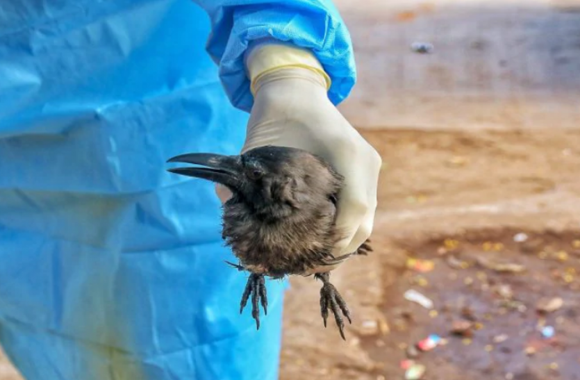 bird flu Bird flu : दिल्ली-एनसीआर में 40 कौवों की मौत, टास्क फोर्स बनाने की घोषणा