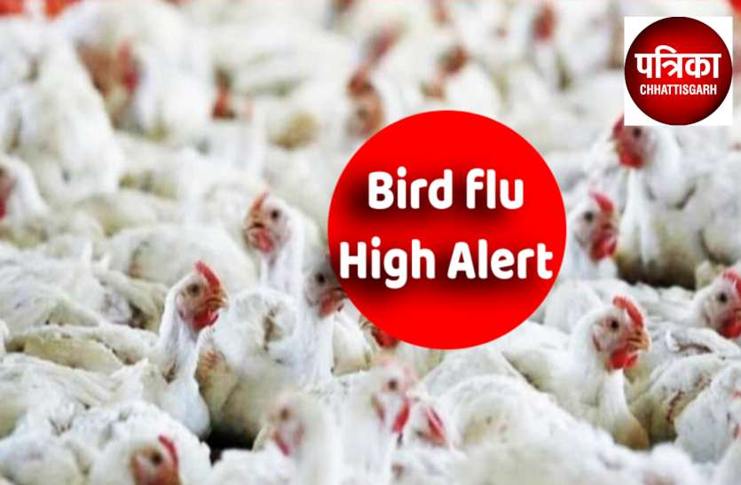bird_flu_high_alert.jpg Bird Flu: बस्तर में मुर्गियां, कोरबा में कबूतर तो बालोद में 12 और कौवों की मौत