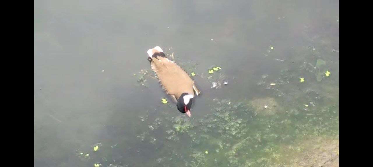 birds_02.jpg