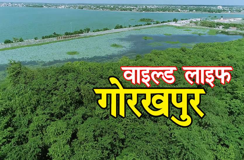 Gorakhpur wild Life गोरखपुर महोत्सव में इस साल से बर्ड वाच औरर वाइल्ड लाइफ फोटो प्रदर्शनी भी