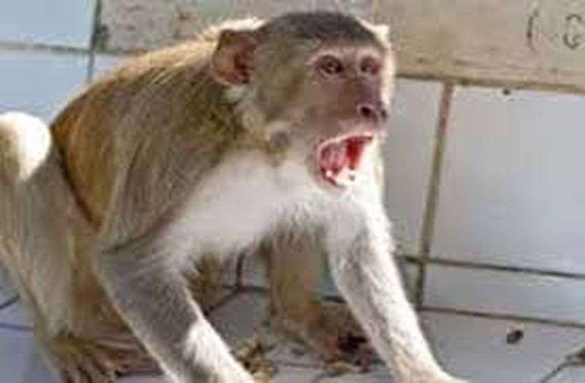 Monkey attack : दूसरे दिन 2 बच्चों को काटा Monkey attack : दूसरे दिन 2 बच्चों को काटा