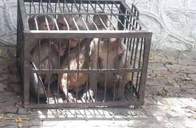Terror to Monkeys - अब मिलेगी बंदरों के आंतक से राहत Terror to Monkeys - अब मिलेगी बंदरों के आंतक से राहत