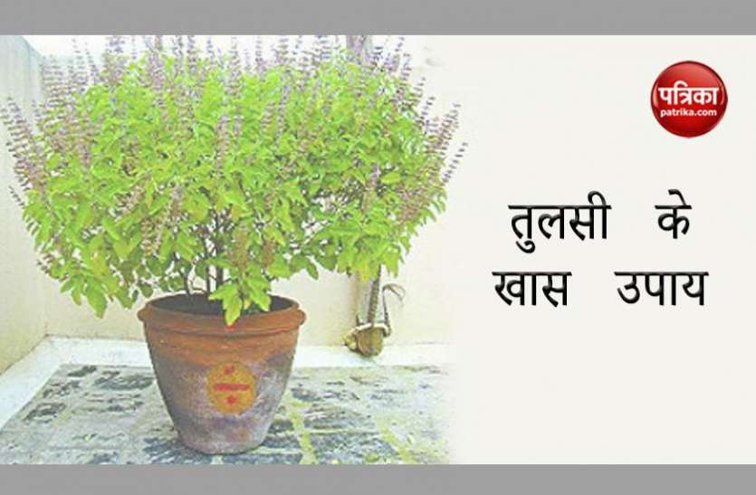Tulsi बेहद पवित्र और चमत्कारी हैं तुलसी, ये खास उपाय आपको बना देंगे मालामाल