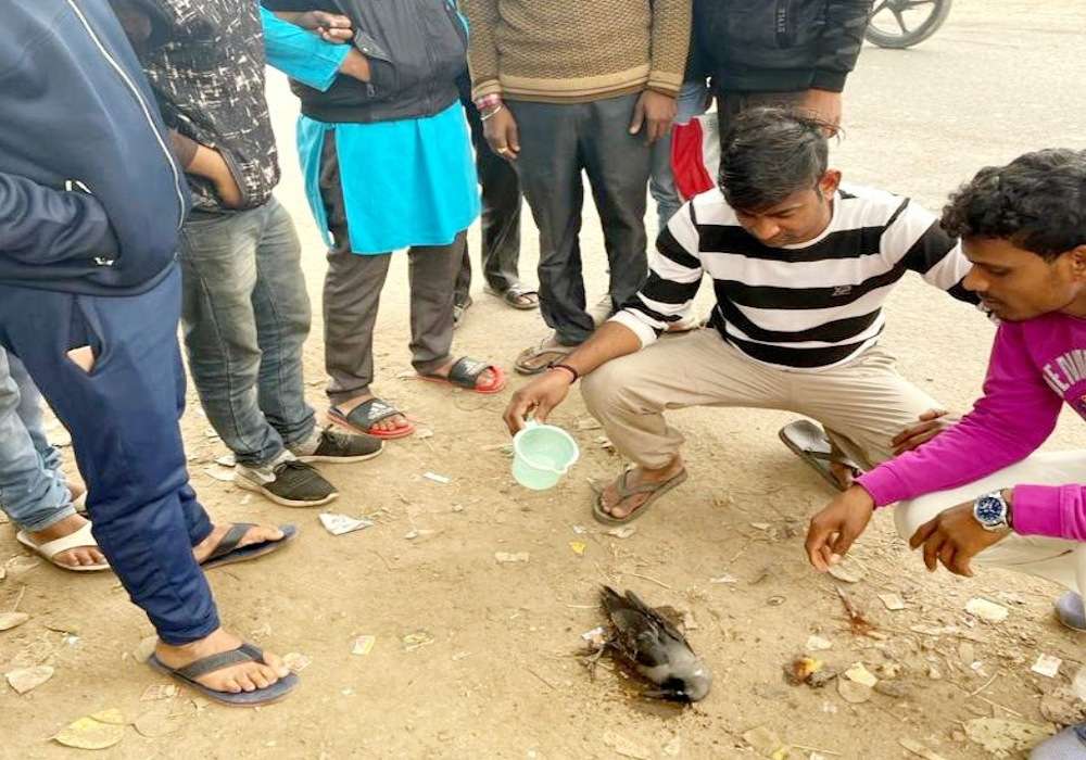 पूर्वांचल में पक्षियों की मौत बनी संदेह, अचानक हुई कौवों की मौत से स्वास्थ्य महकमा अलर्ट, बर्ड फ्लू का भय