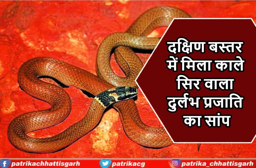 rare_snake_news.jpg दक्षिण बस्तर में मिला काले सिर वाला दुर्लभ प्रजाति का सांप, 2011 में यहीं तक्षक नाग भी दिखा था