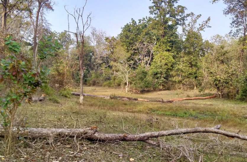 हरे-भरे पेड़ों का कत्लेआम, नहीं हो रही कार्रवाई हरे-भरे पेड़ों का कत्लेआम, नहीं हो रही कार्रवाई