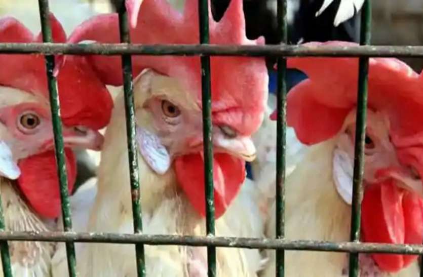 Bird Flu: चिकित्सकों की मुगीर्पालकों को सलाह, बाहरी मुर्गियों को करें क्वारंटाइन Bird Flu: चिकित्सकों की मुगीर्पालकों को सलाह, बाहरी मुर्गियों को करें क्वारंटाइन