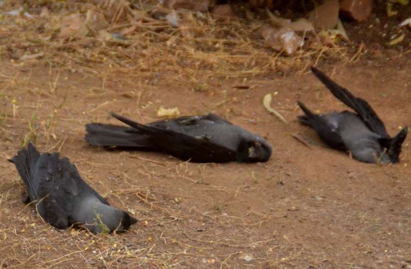 Wardflu: जिले में संक्रमण से 72 कौओं की मौत के बाद अब सतर्क हुआ प्रशासन और पशुपालन विभाग Wardflu: जिले में संक्रमण से 72 कौओं की मौत के बाद अब सतर्क हुआ प्रशासन और पशुपालन विभाग