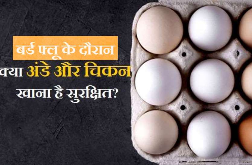bird-flu-eggs-chicken.jpg डॉक्टर और पक्षी विशेषज्ञ बोले- अफवाहों से घबराएं नहीं, खूब खाएं चिकन और अंडे