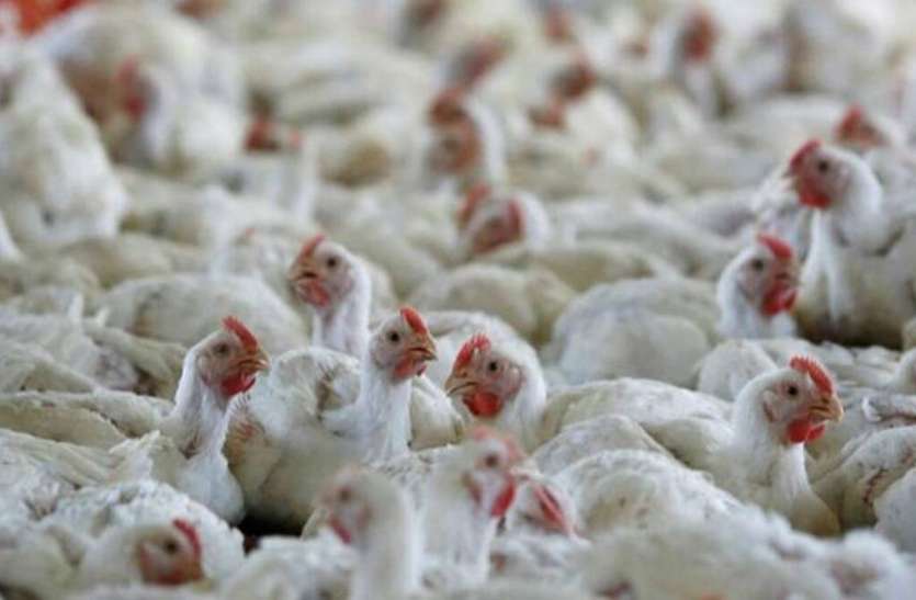 Bird flu बर्ड फ्लू को लेकर केंद्र सख्त, चिड़ियाघर प्रबंधनों को रोज रिपोर्ट भेजनी होगी