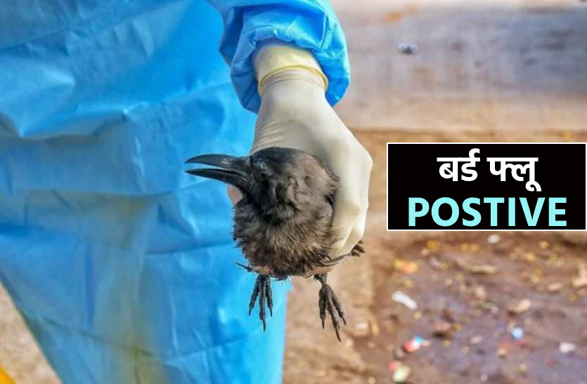 news बर्ड फ्लू की दस्तक : बर्ड फ्लू की पुष्टि के बाद अलर्ट मोड में प्रशासन, कंट्रोल रूम बनाकर चप्पे चप्पे पर रखी जा रही नजर