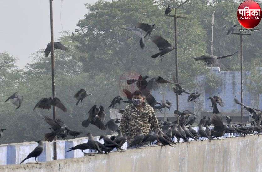 चुग्गा डाल रहे हैं तो सावधान, बर्ड फ्लू का खतरा चुग्गा डाल रहे हैं तो सावधान, बर्ड फ्लू का खतरा