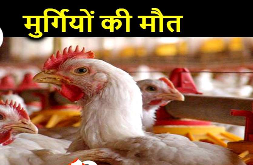बर्ड फ्लू: बालोद के पोल्ट्रीफॉर्म में एक साथ 150 मुर्गियों मौत, इधर जारी है कौवों के मरने का सिलसिला बर्ड फ्लू: बालोद के पोल्ट्रीफॉर्म में एक साथ 150 मुर्गियों मौत, इधर जारी है कौवों के मरने का सिलसिला