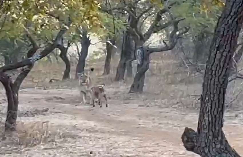 श्वान की हिम्मत देख जंगल के राजा भी हटे पीछे