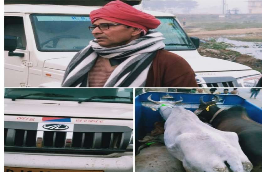 Rajasthan Pollice Head Constable Arrested For Cow Smuggling शर्मनाक: राजस्थान पुलिस का हैड कांस्टेबल गायों की तस्करी कर ले जा रहा था हरियाणा, गिरफ्तार किया