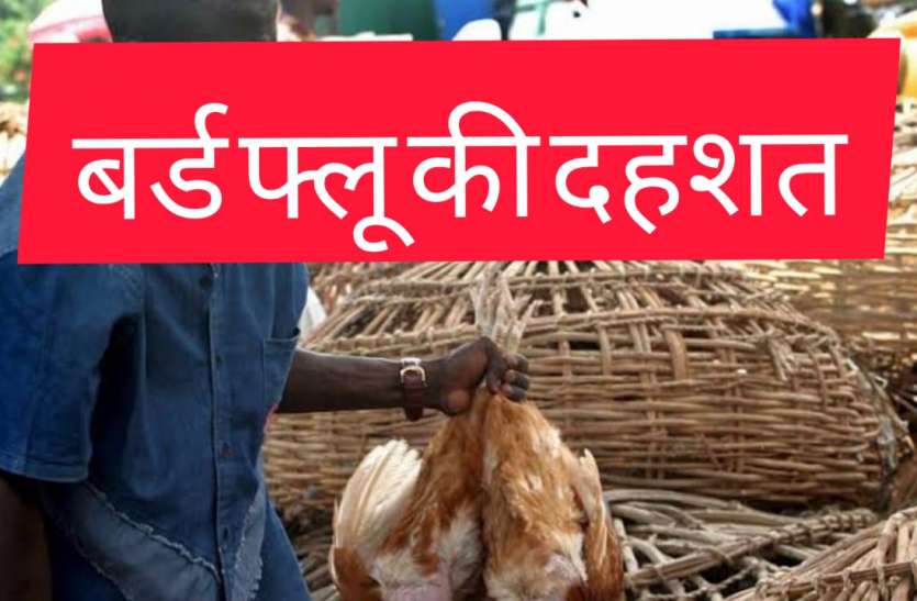 Bird flu -UP में बर्ड फ्लू का मामला आया सामने, बंद किया गया चिड़ियाघर Bird flu update -UP में बर्ड फ्लू का मामला आया सामने, बंद किया गया चिड़ियाघर