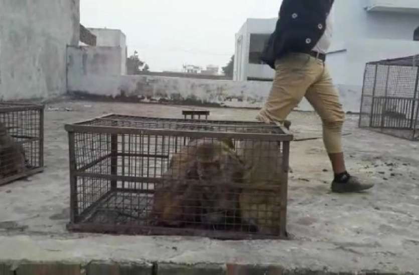 monkey.jpg यूपी के इस शहर में लोगों को सता रहा बंदरों का डर