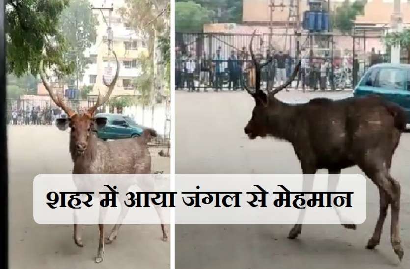कॉलोनी में आया विशाल वन्यजीव, वनकर्मियों को छकाया, लोगों ने डर कर बंद किए दरवाजे कॉलोनी में आया विशाल वन्यजीव, वनकर्मियों को छकाया, लोगों ने डर कर बंद किए दरवाजे