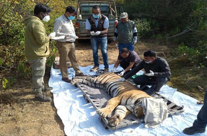 Sariska Tiger ST-6 Tranculised For Medical Treatment सरिस्का के सबसे उम्रदराज बाघ ST-6 को ट्रेंकुलाइज किया, स्वास्थ्य परिक्षण कर घाव का इलाज किया