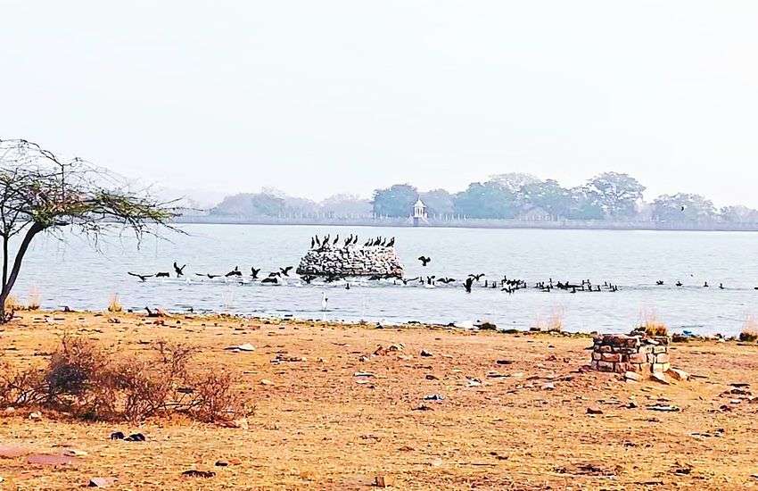 Bird Flu : पूरे जिले में धड़ाधड़ मर रहे पक्षी, अलर्ट पर प्रशासन, आप न करें ये गलती