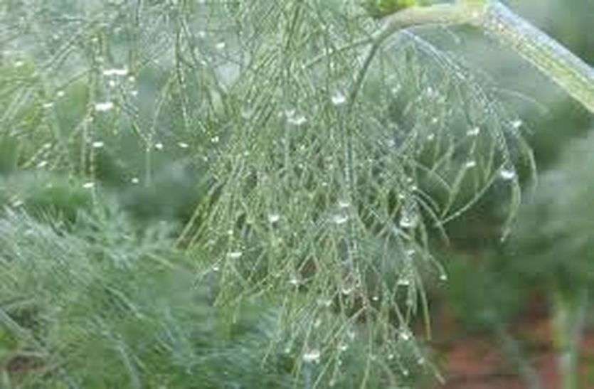 Winter cold : कडाके की सर्दी, फसलों पर जमी ओस की बूंदे Winter cold : कडाके की सर्दी, फसलों पर जमी ओस की बूंदे