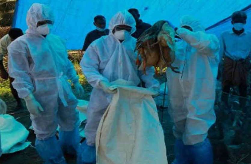 birdflu, birdflu 2021,birdflu news, birdflu uttar pardesh , State government birdflu, regarding bird flu, guide line regarding bird flu, guide line बर्ड फ्लू को लेकर राज्य सरकार ने जारी किये निर्देश ,पढ़िए पूरी खबर