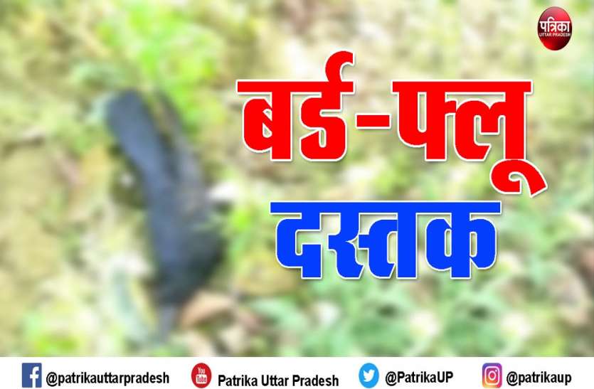 अमेठी में बाग में कई कौए मृत, मचा हड़कंप अमेठी में बाग में कई कौए मृत, मचा हड़कंप