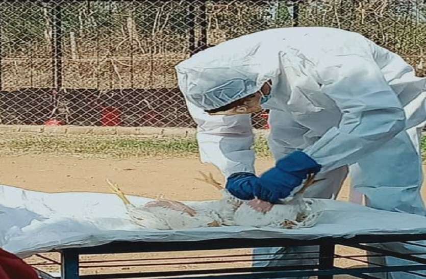 Bird Flu : छत्तीसगढ़ समेत राज्यों को पोल्ट्री फार्मों की जैव-सुरक्षा बढ़ाने के निर्देश Bird Flu : छत्तीसगढ़ समेत राज्यों को पोल्ट्री फार्मों की जैव-सुरक्षा बढ़ाने के निर्देश