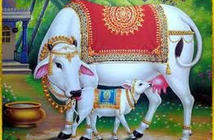 SURAT NEWS DAYRI: आठ स्थलों पर लगेंगे स्टॉल, संग्रह करेंगे गौ ग्रास SURAT NEWS DAYRI: आठ स्थलों पर लगेंगे स्टॉल, संग्रह करेंगे गौ ग्रास