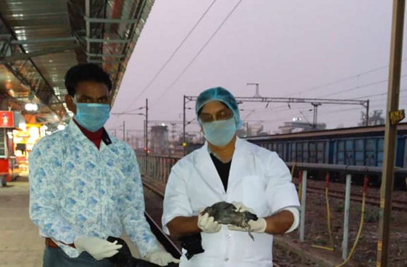 bird flu मुड़वारा रेलवे स्टेशन के प्लेटफार्म क्रमांक 4 में मृत मिला पक्षी, हड़कंप