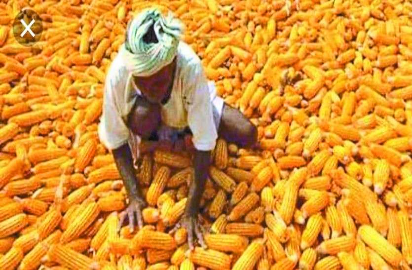makka_news.jpg धान खरीदने पर ध्यान, मक्का पर ऐसी बेरुखी कि बाजार में किसान कम रेट पर बेचने मजबूर
