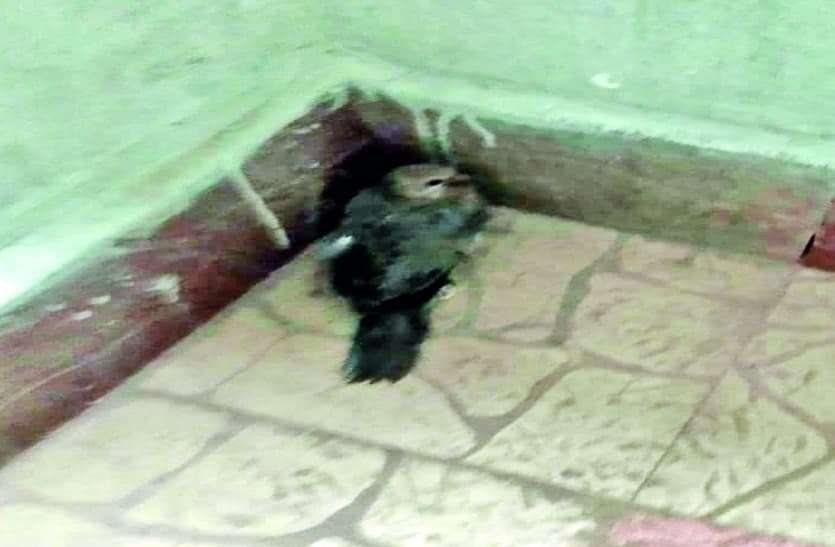 मंत्री-आइएएस के बंगले, कोलार रोड और शाहजहांनाबाद में कई पक्षियों की मौत मंत्री-आइएएस के बंगले, कोलार रोड और शाहजहांनाबाद में कई पक्षियों की मौत